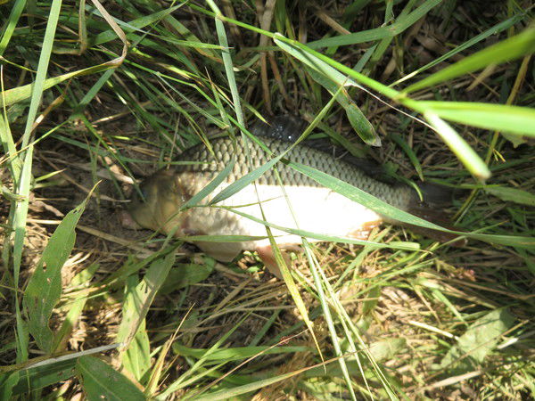 Евгений Фролов