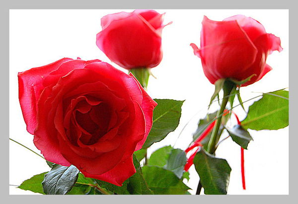 Татьяна Галутвина