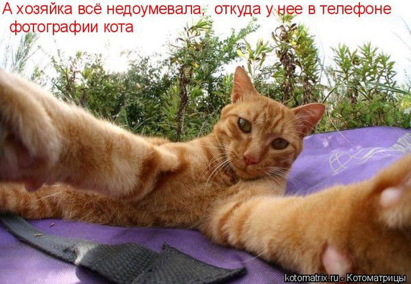 Елена Шамшурина