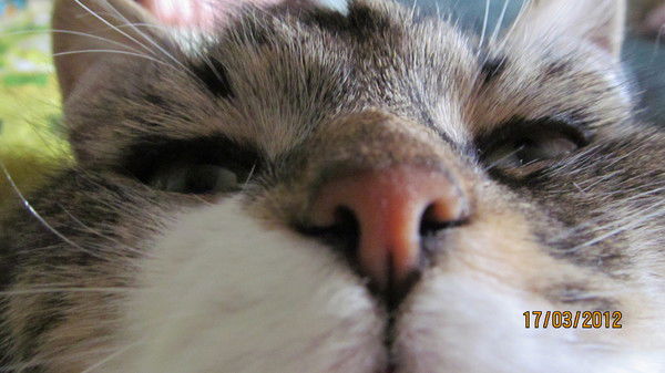 Юлия Тихомирова