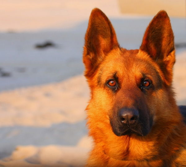 Вячеслав Жосан