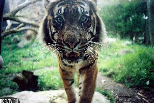 Мария Неронова