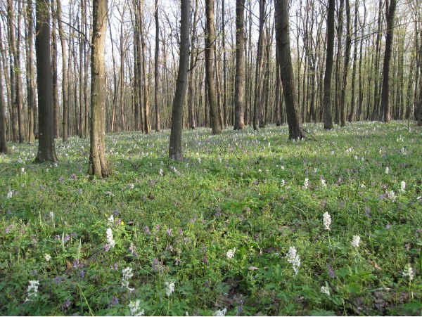 Андриан Андреевич