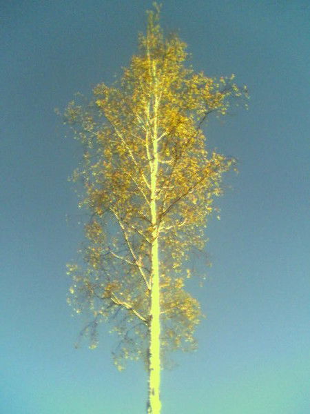 Светлана Савоннова