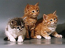 Зуля Халитова