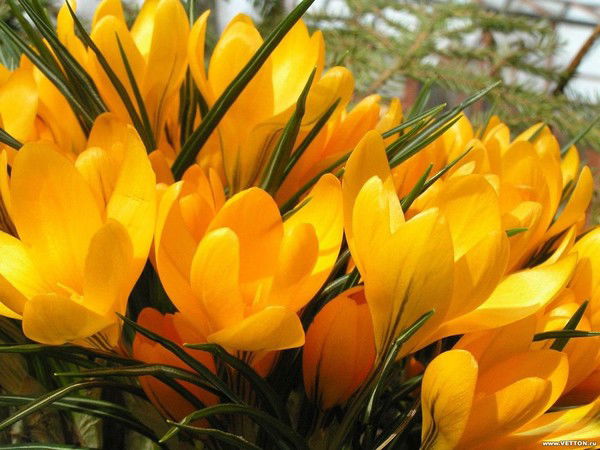 Гаухар Хайзуллаева