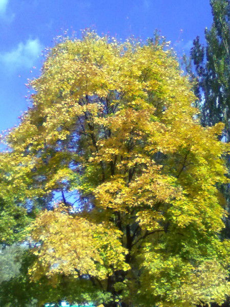 Аля Сугуева