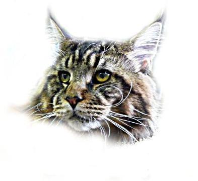 Максим Игоревич