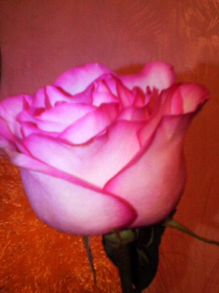 Айсылу Халилова