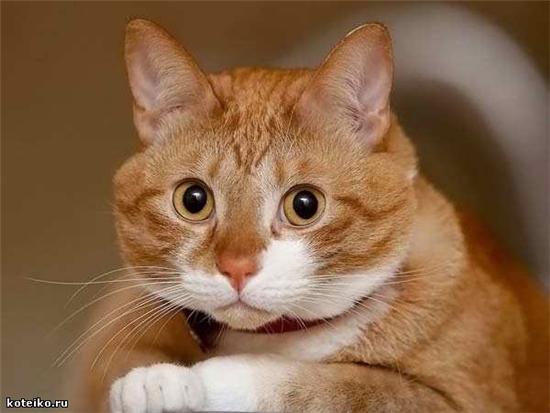 Кошка Бестия