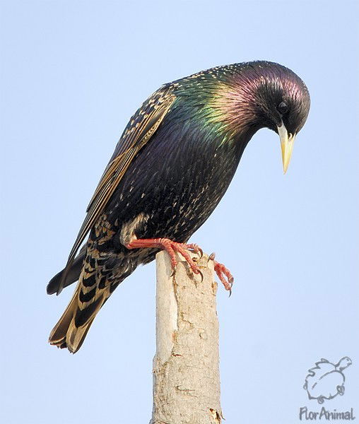 Дмитрий Скворцов