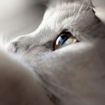 Юлия Коврижко