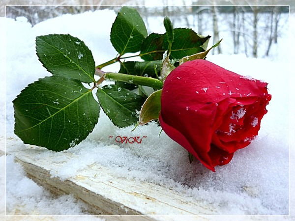 Лариса Гекельберг