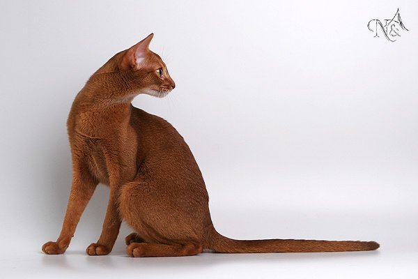 Алина Журба