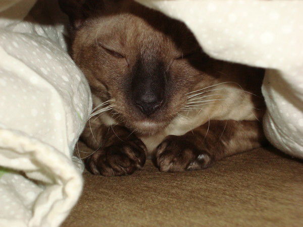 Ольга Кирюшкина