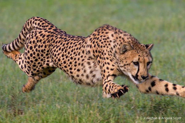 Галым Абдраимов