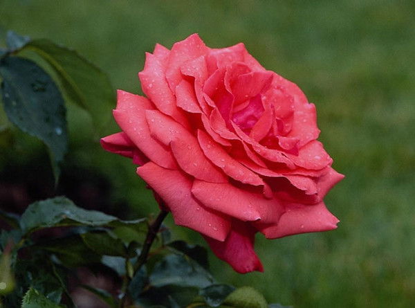 Екатерина Суханова