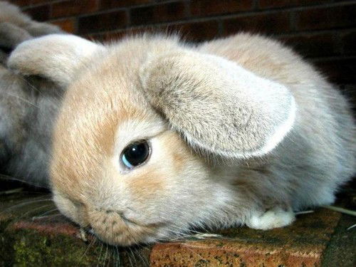 Алена Тищенко