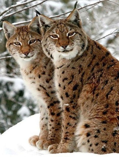 Ольга Павленко