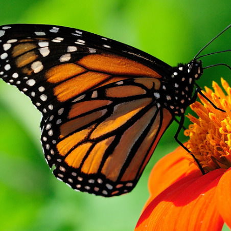 Анна Порфирьева