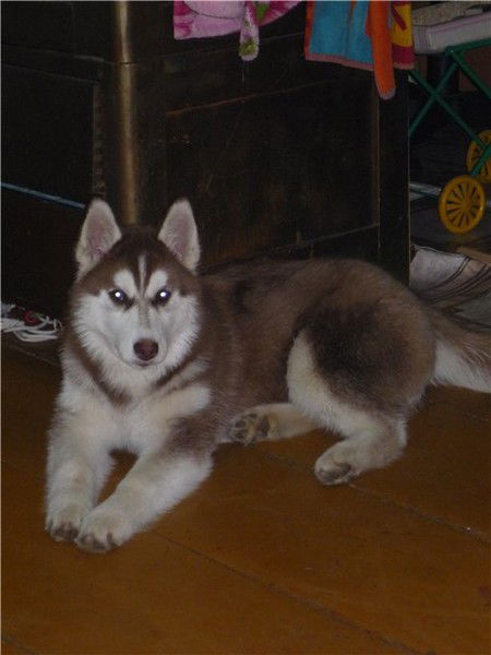 Александр Кабаков