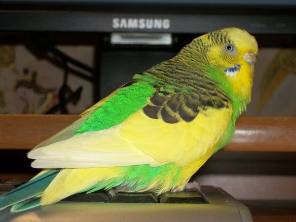 Рита Тимофеева