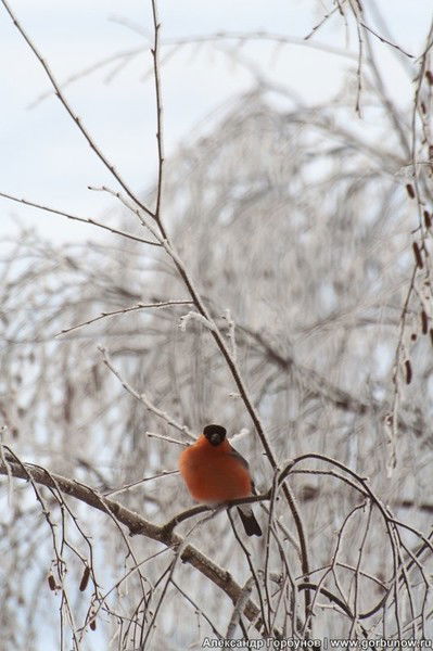 Наталия Тимохина