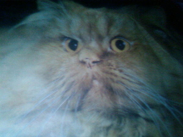 Елена Миронова