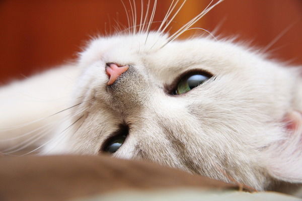 Киска Пушистик