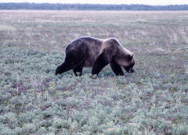 Дмитрий Лебонда