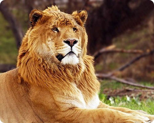 Акмаль Амирханов