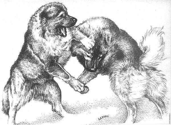 Анзор Ионов