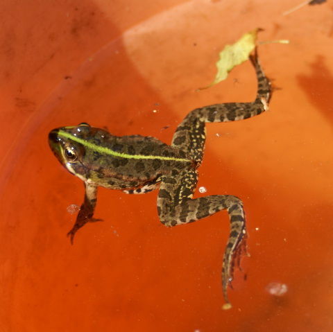 Ника Тюрина