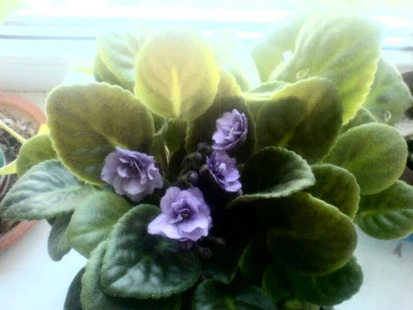 Любовь Стороженко(Петрухина)