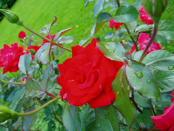 Рена-Та * Данилова