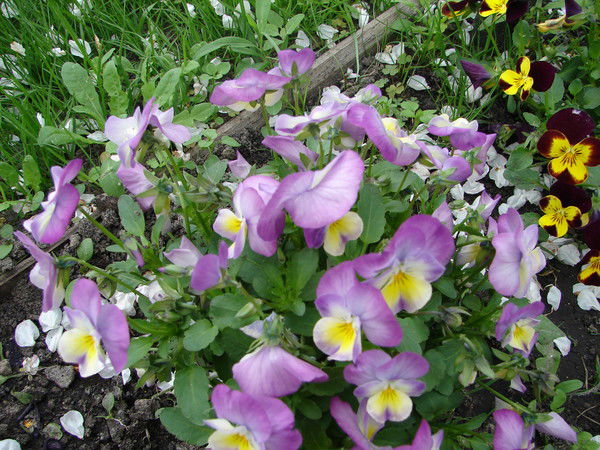 Луиза Овдиенко