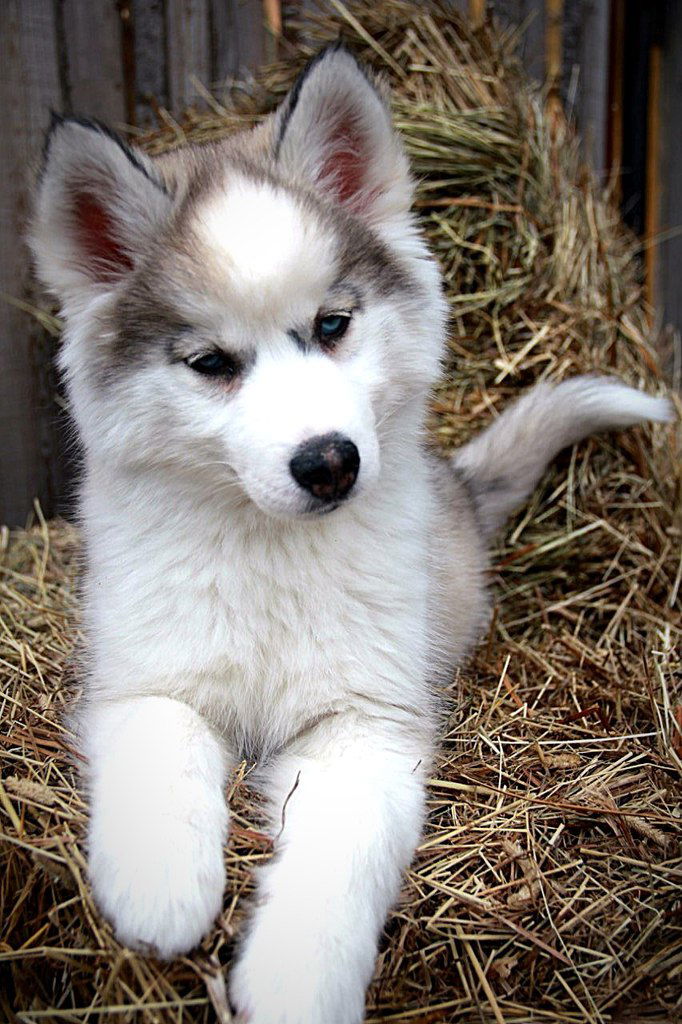 Мария Трояпольская