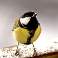 Айман Айман