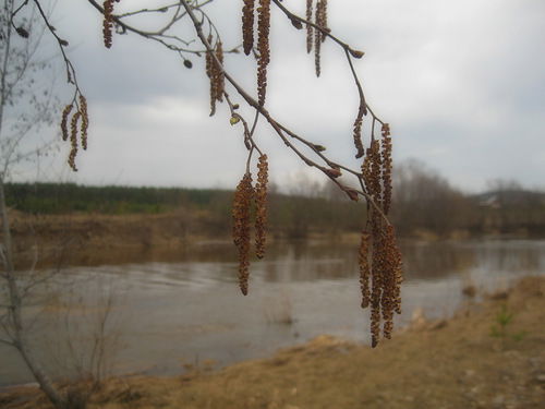 Серёжка Ольховая