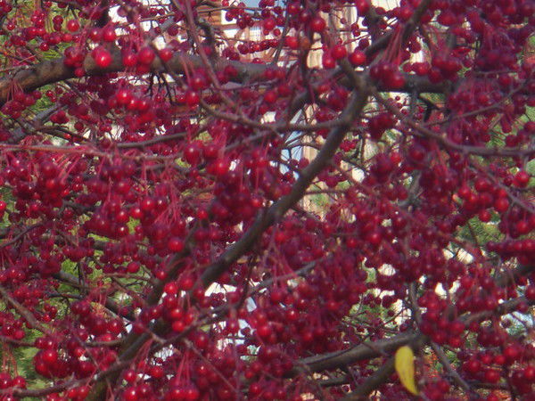 Наталья Горшкова