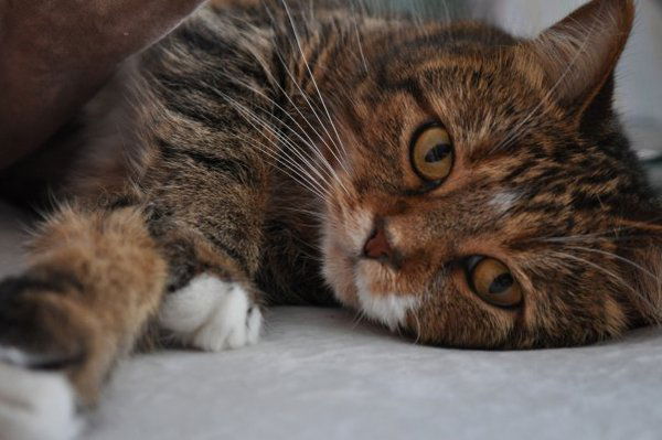 Алексей Чупахин