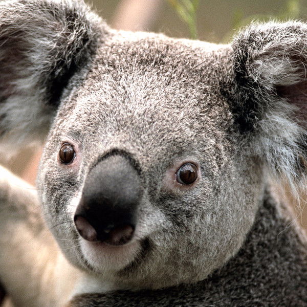 Надежда Волкова