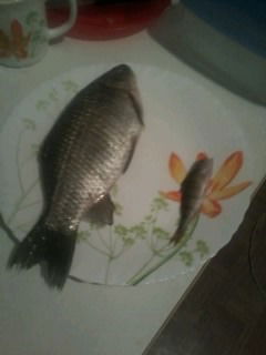 Гадя Петрович