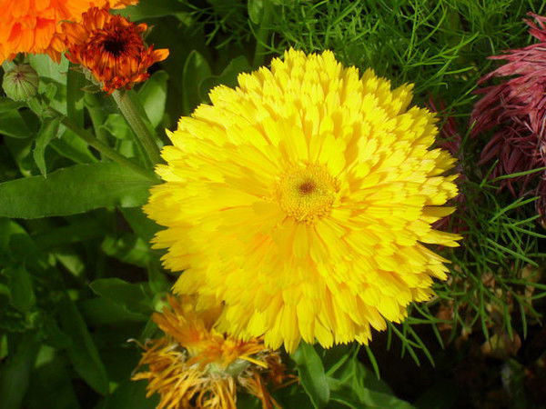 Лена Парнюк