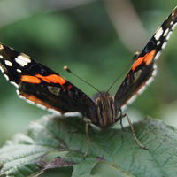 Полина Русина