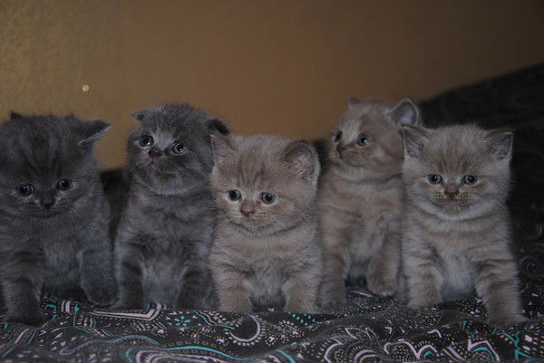 Ольга Гаврилова