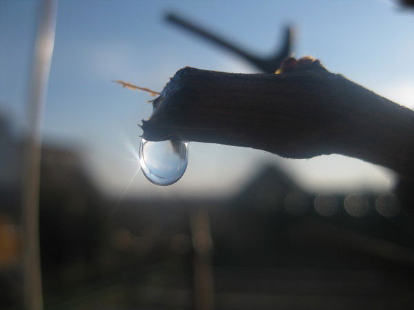 Алеся Романенкова