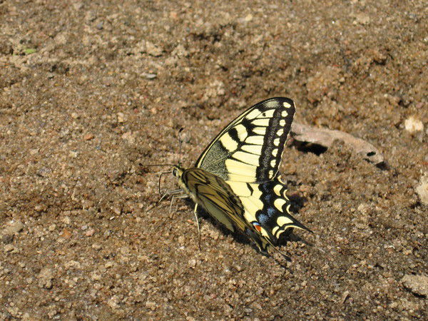 Татьяна Попова