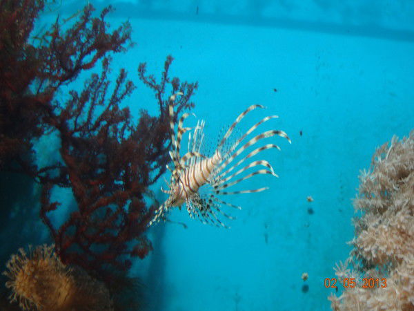 Галина Метусова