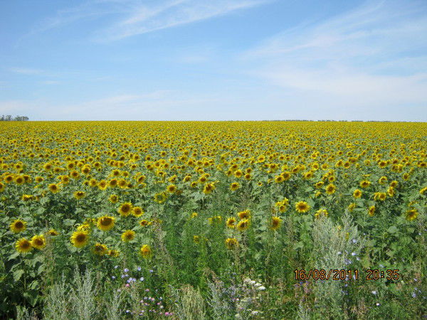 Татьяна Брындина